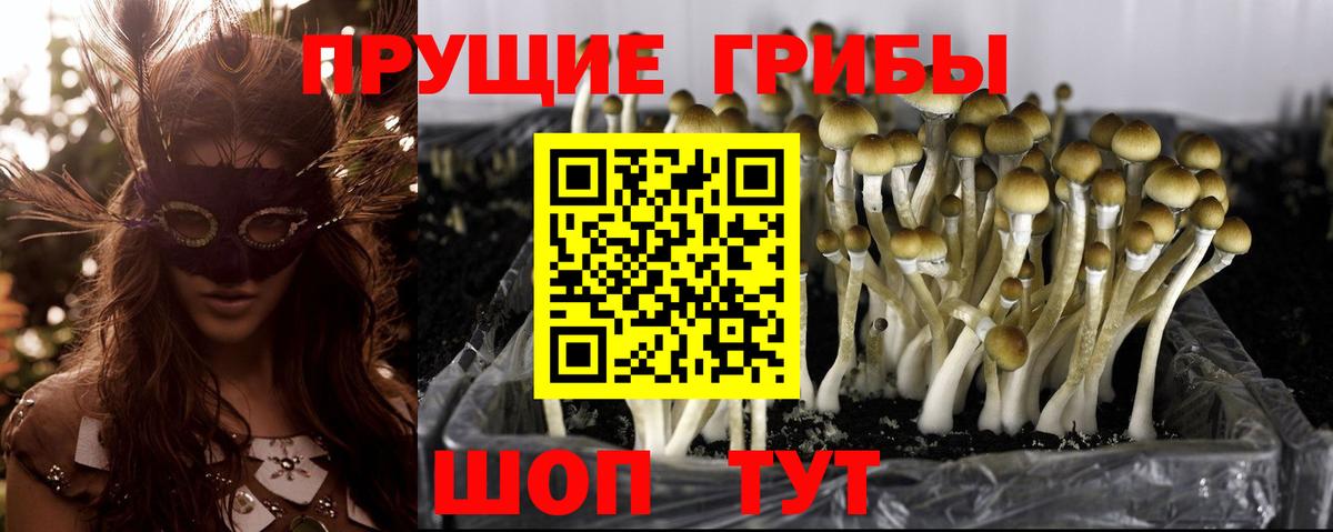 Галлюциногенные грибы Psilocybine cubensis Электросталь